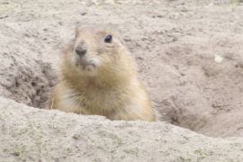 Nager im Naturzoo Rheine