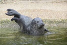 Seehunde im Naturzoo Rheine