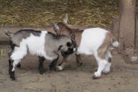 Ziegen im Naturzoo Rheine